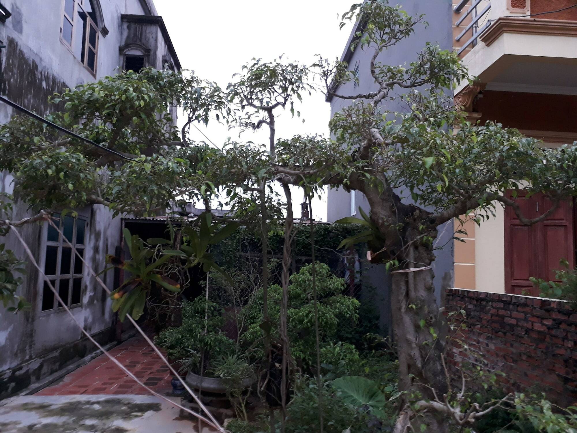 Tam Coc White Swan Homestay Ninh Binh Eksteriør billede
